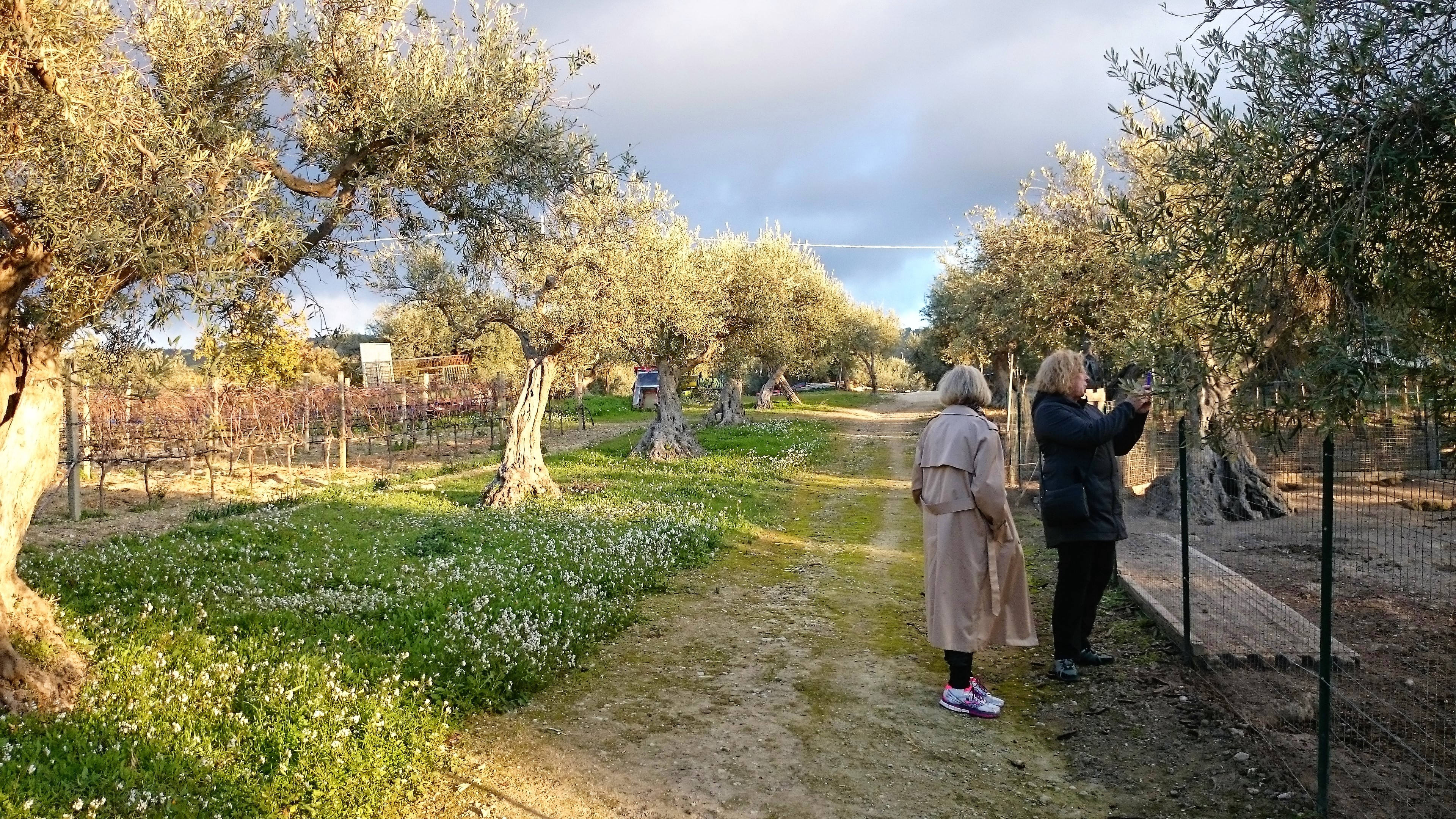 Baroque wine and olive oil tour