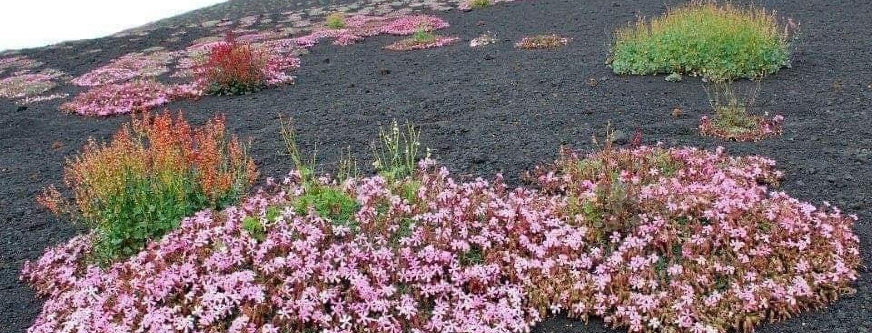 Etna &amp; Wine