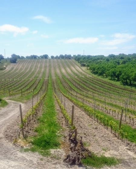 Baroque Wine <tour