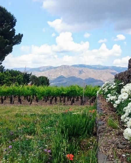 Etna wine tour 