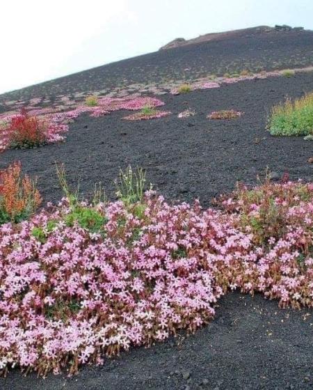 Etna & Wine