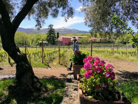 Etna wine tour