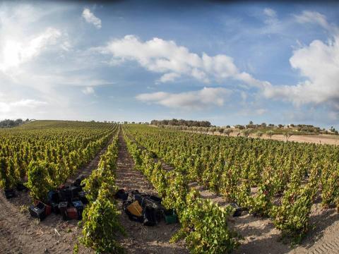 Nero d'Avola vines