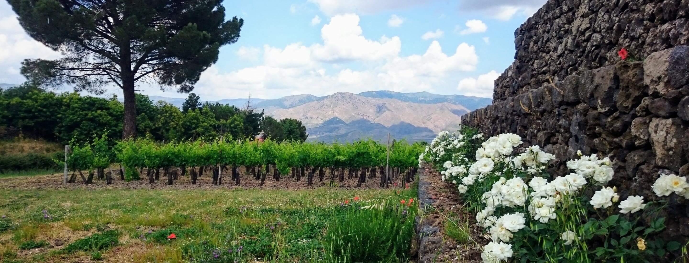 Chauffeur tour in Sicily